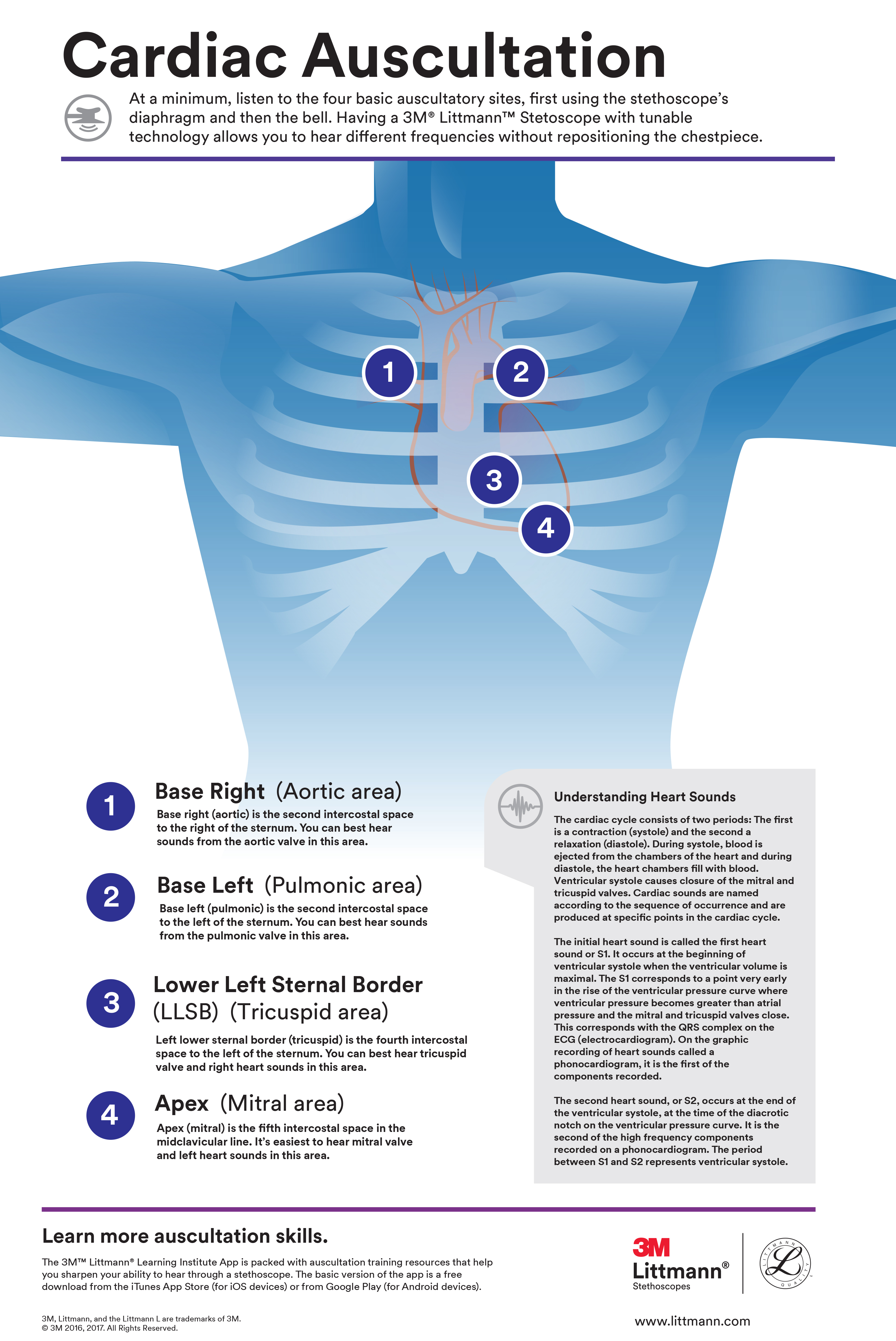 Littmann_Cardiac_Auscultation_Poster